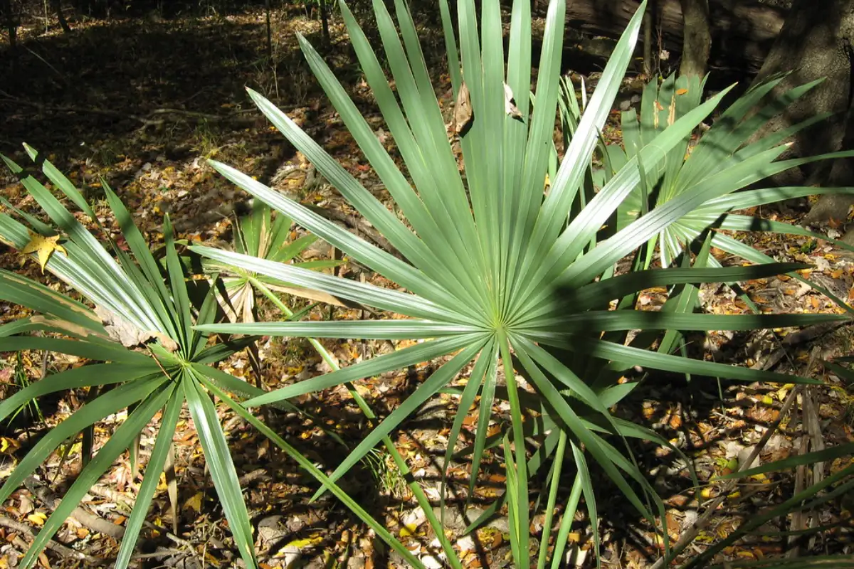 Dwarf Palmetto
