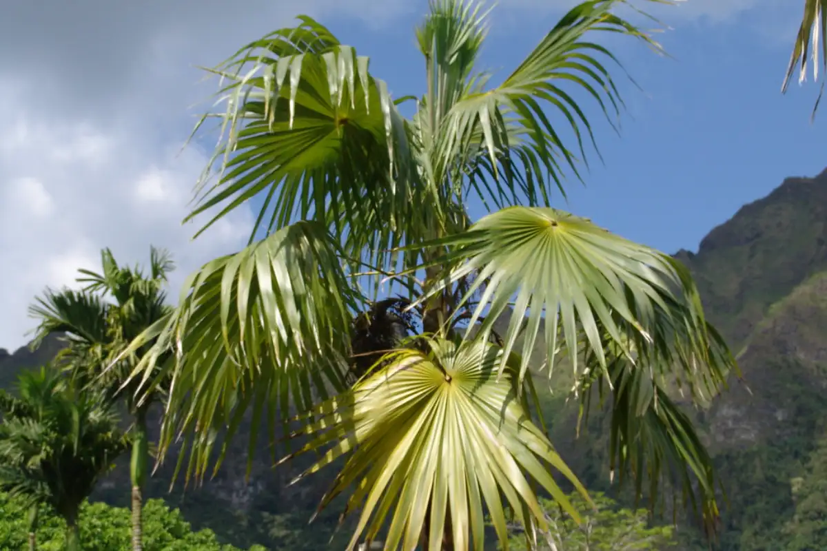Florida Thatch Palm