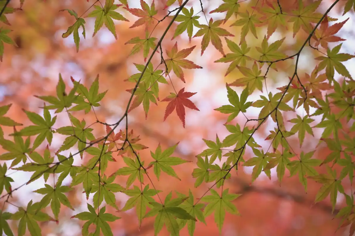 Japanese Maple