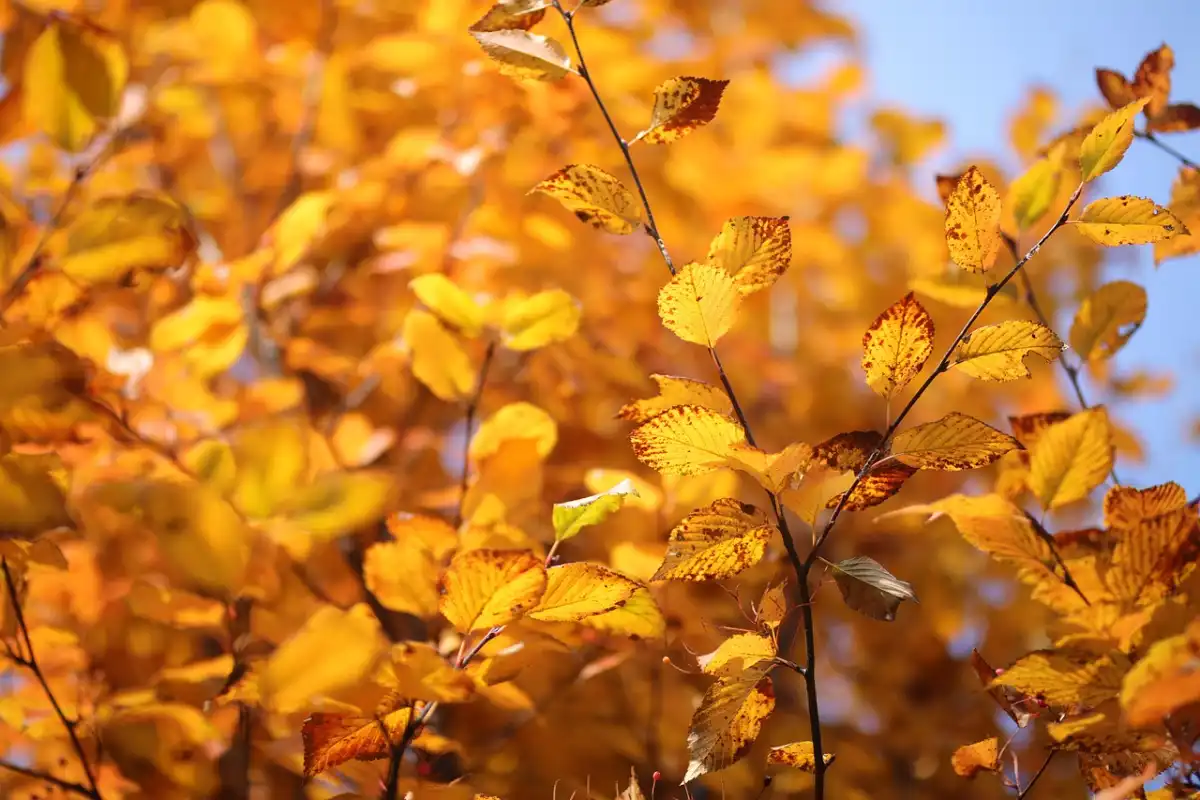Japanese Zelkova (Zelkova serrata)