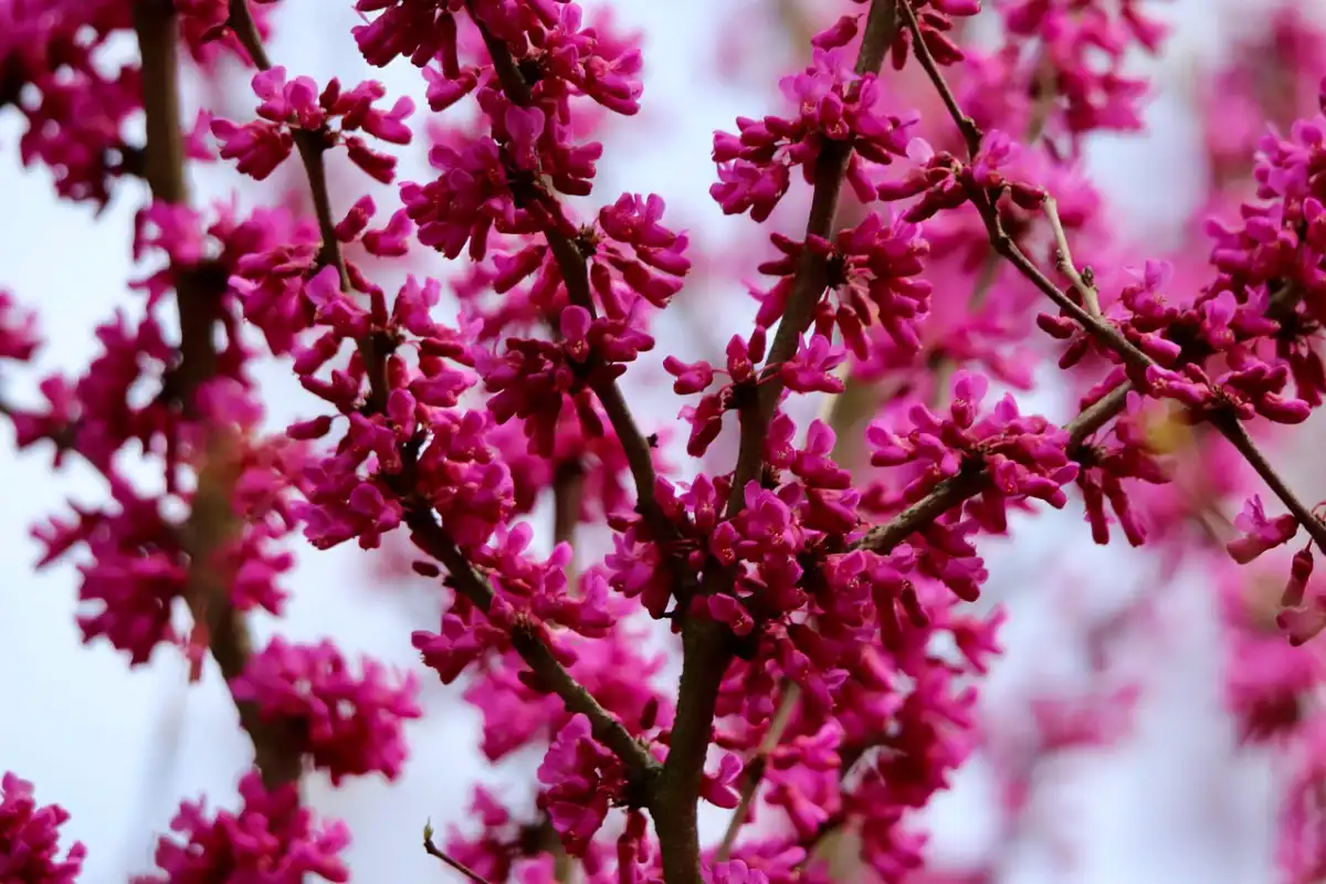 Redbud (Cercis canadensis)