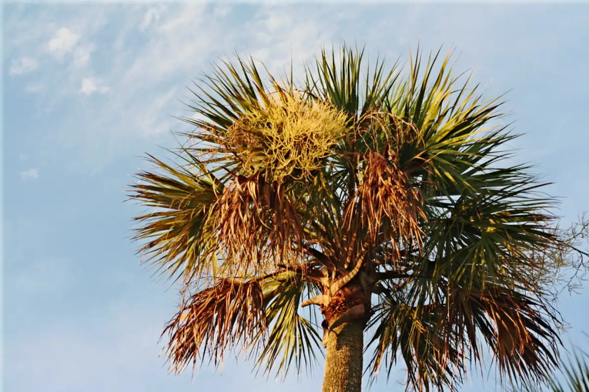 Sabal Palm (Cabbage Palm)