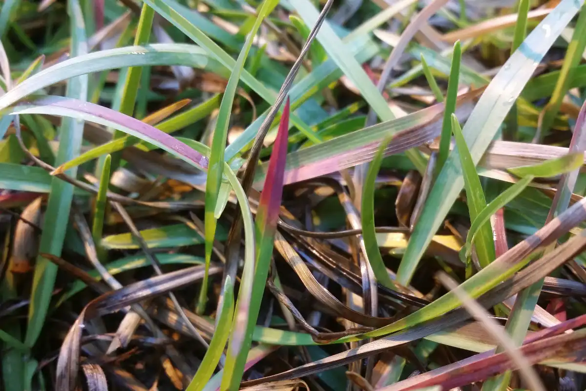 Signs of Nutrient Deficiencies in Weed Plants