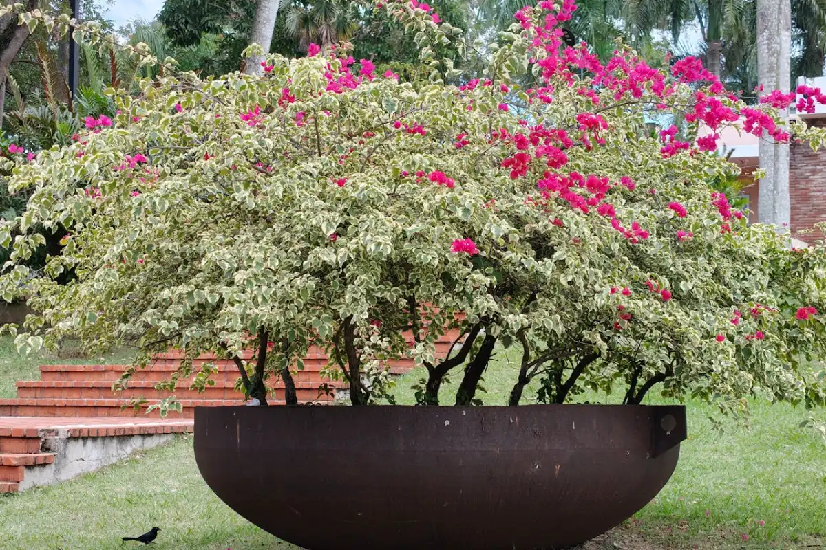 What Counts as an Extra Large Outdoor Planter