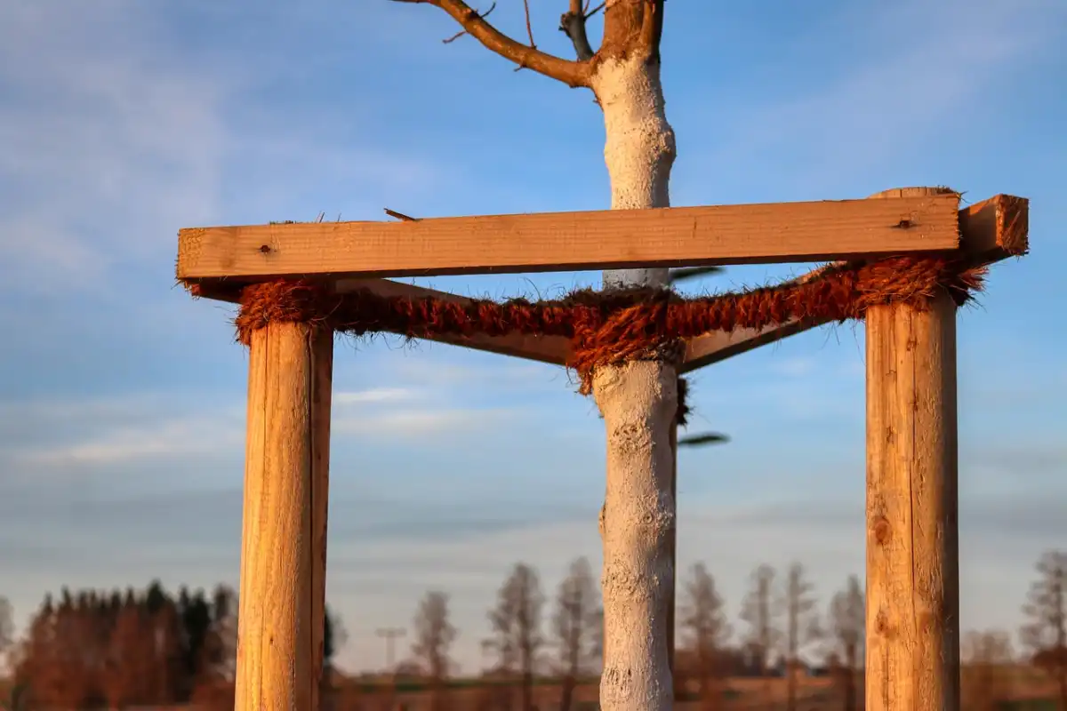 What Makes a Tree Safe to Plant Near a House